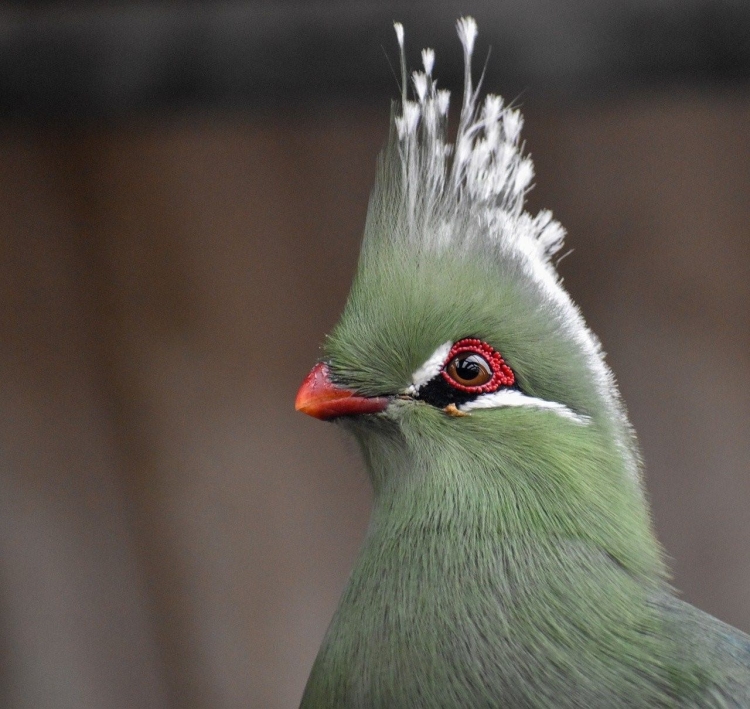 Птица зеленая с хохолком