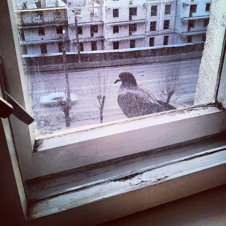 Голубь на подоконнике