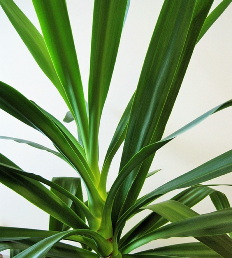 Растение с тонкими длинными листьями - 75 фото