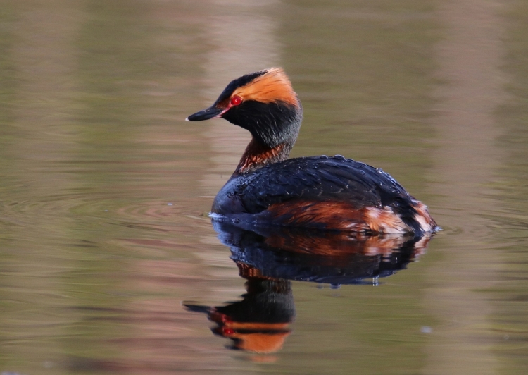 Водоплавающая птица с оранжевыми щеками