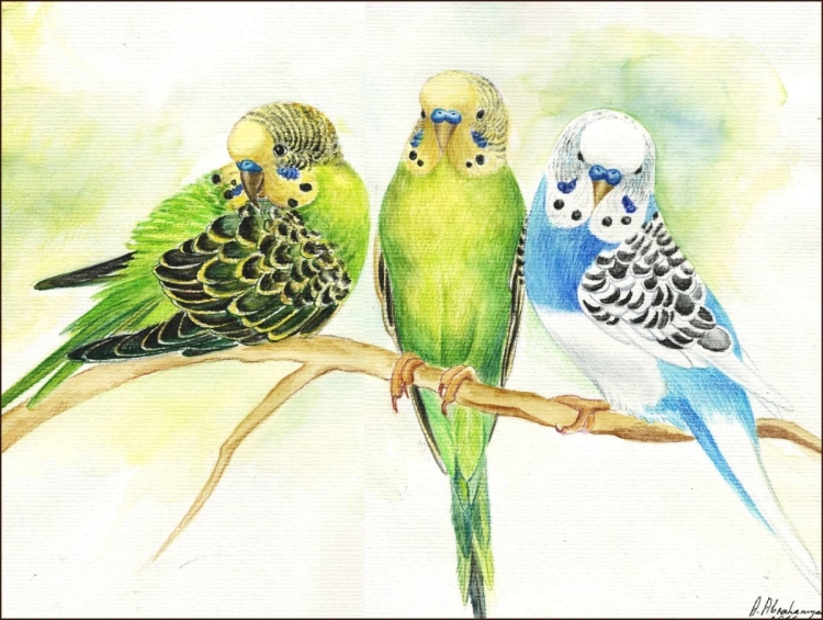 Волнистые попугаи умные птицы