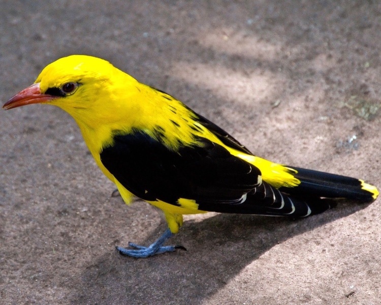Ярко желтая птица с черными крыльями