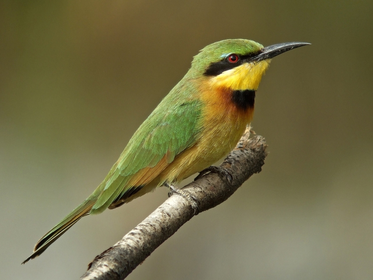 Желто зеленая птица с длинным клювом