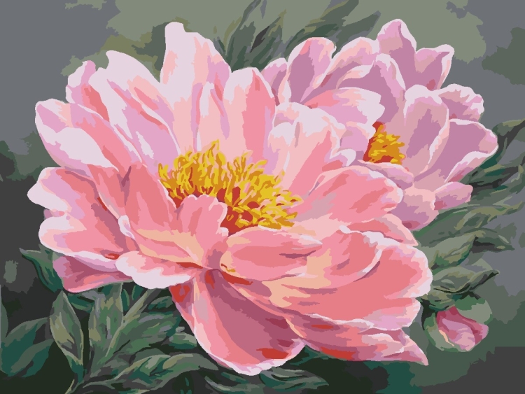 Пионы Marianne Broome