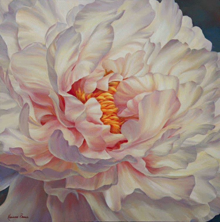 Пионы Marianne Broome