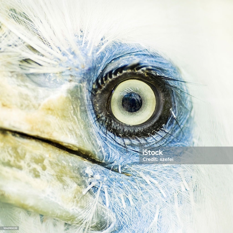 Цвет глаз у птиц
