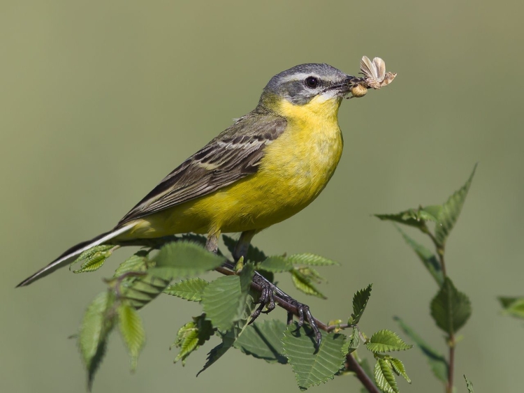 Птица серая с желтым брюшком