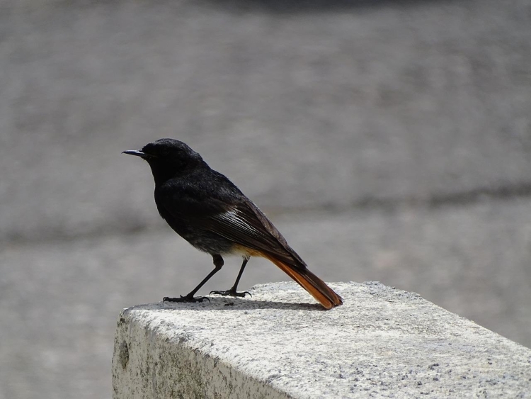Черная птица с желтым хвостом