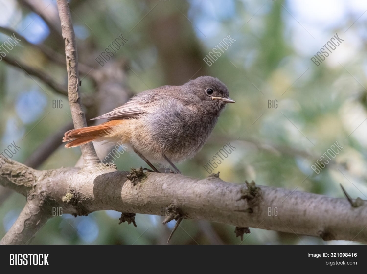 Серая птица с оранжевым хвостом