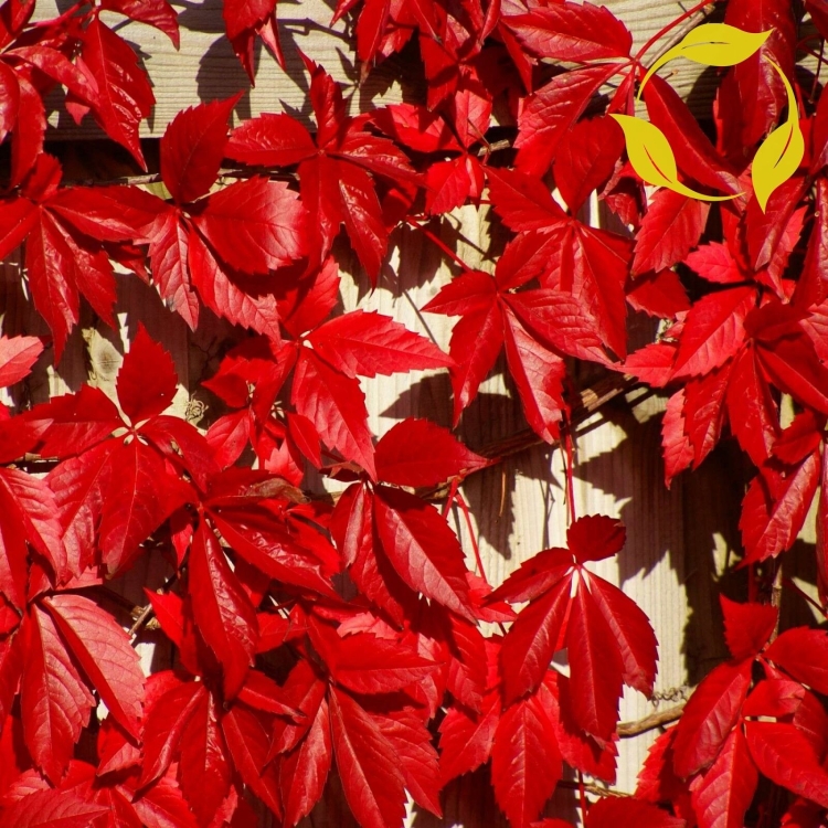 Вьющееся растение с красными листьями осенью
