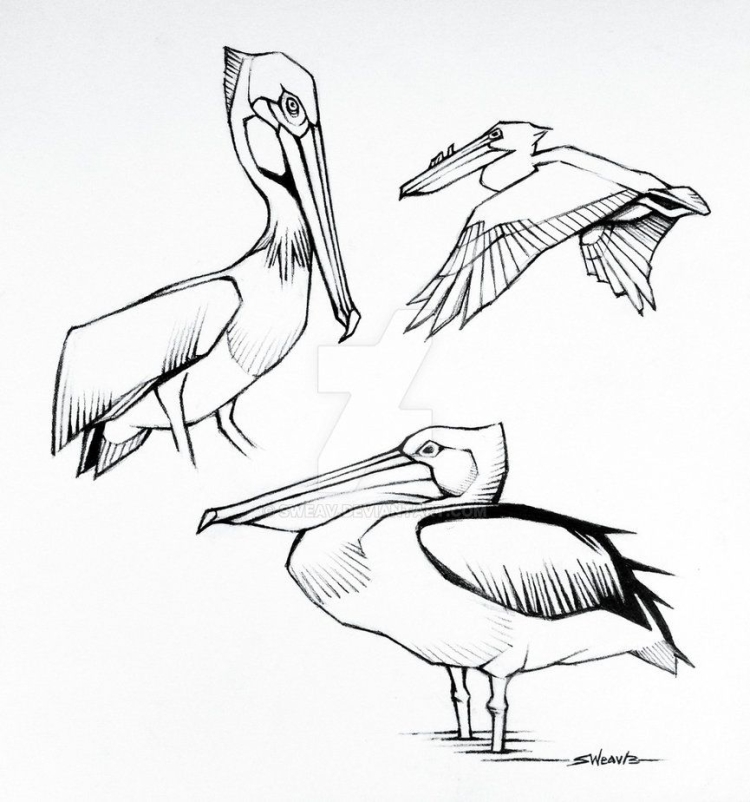 Пеликан перелетная птица