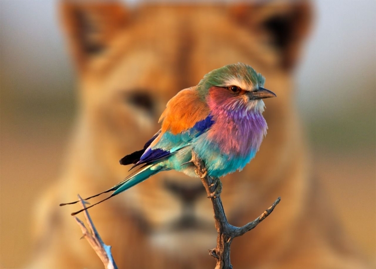 Разноцветная птица с длинным хвостом