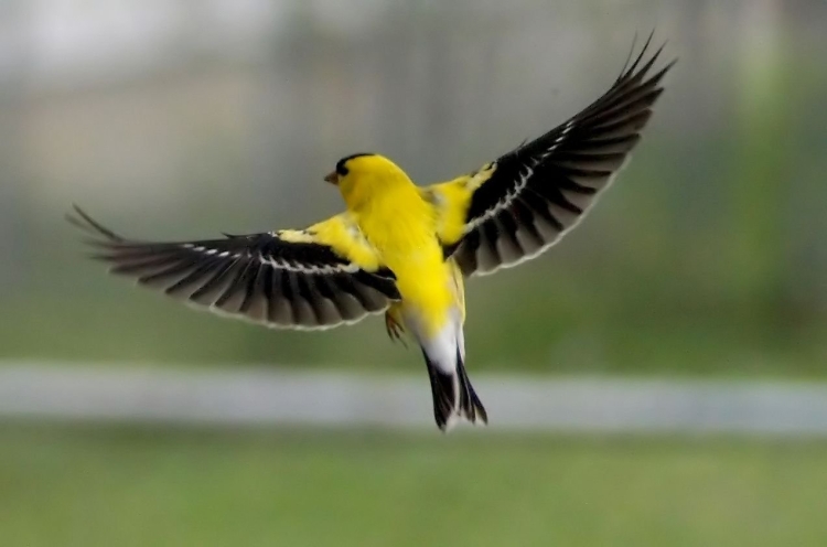 Птица желтого цвета с черными крыльями