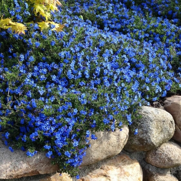 Низкорослые голубые цветы