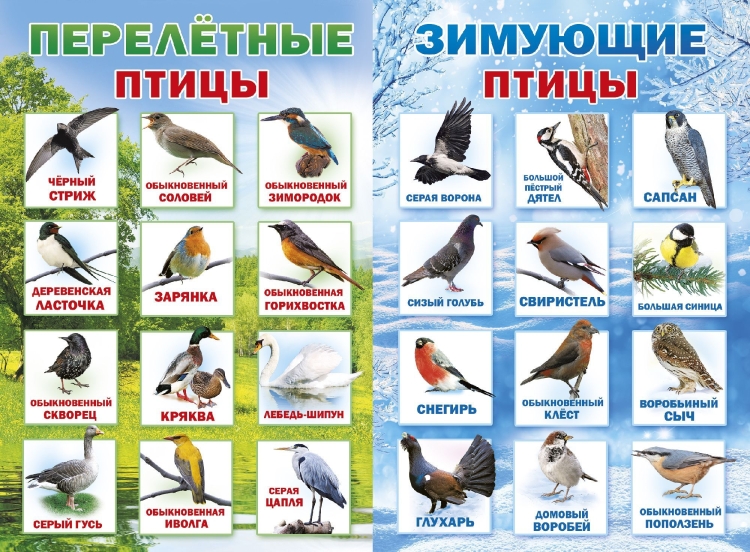 Какие птицы обитают в Москве и Подмосковье