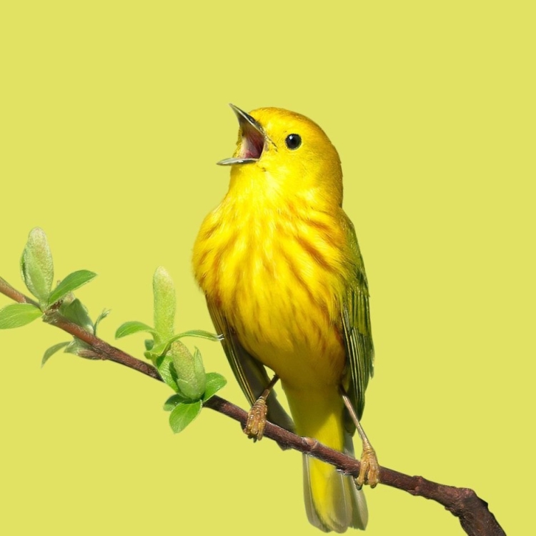 Желтая птица средней полосы