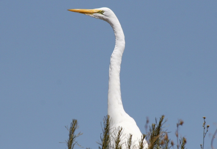 Белая птица с длинной шеей