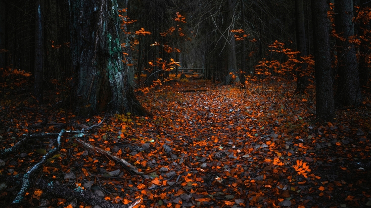 Осень мрачный лес
