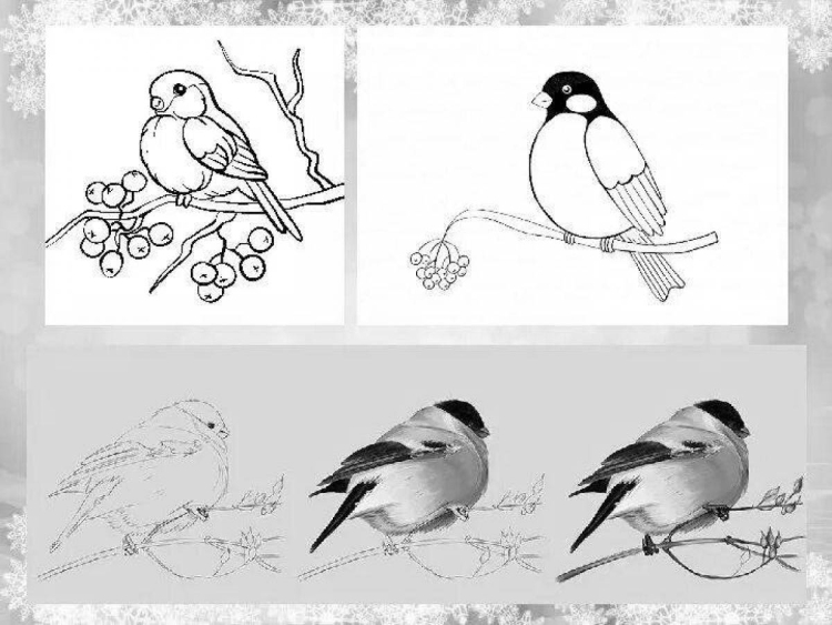 Картинки птиц снегирь синица