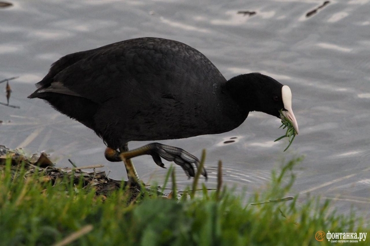 Черная водоплавающая птица с черным клювом