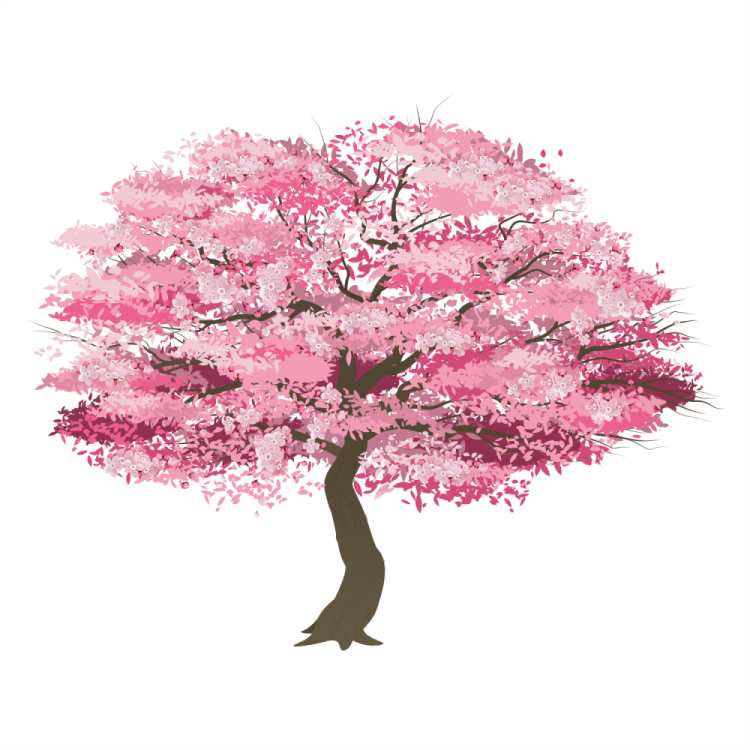 Японское дерево с розовыми цветами