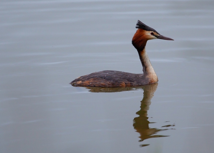 Водоплавающая птица с длинной шеей