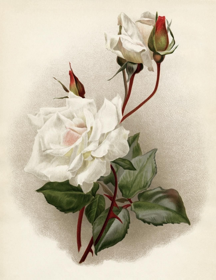 Белые розы цветы