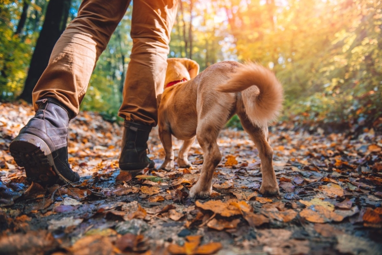 Обувь для прогулок с собакой осенью