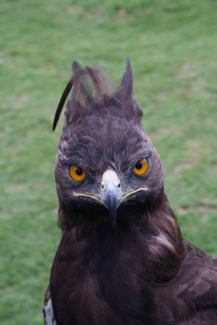 Венценосный Орел (40 фото)