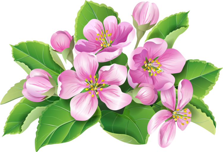 Яблоня цветущая розовыми цветами