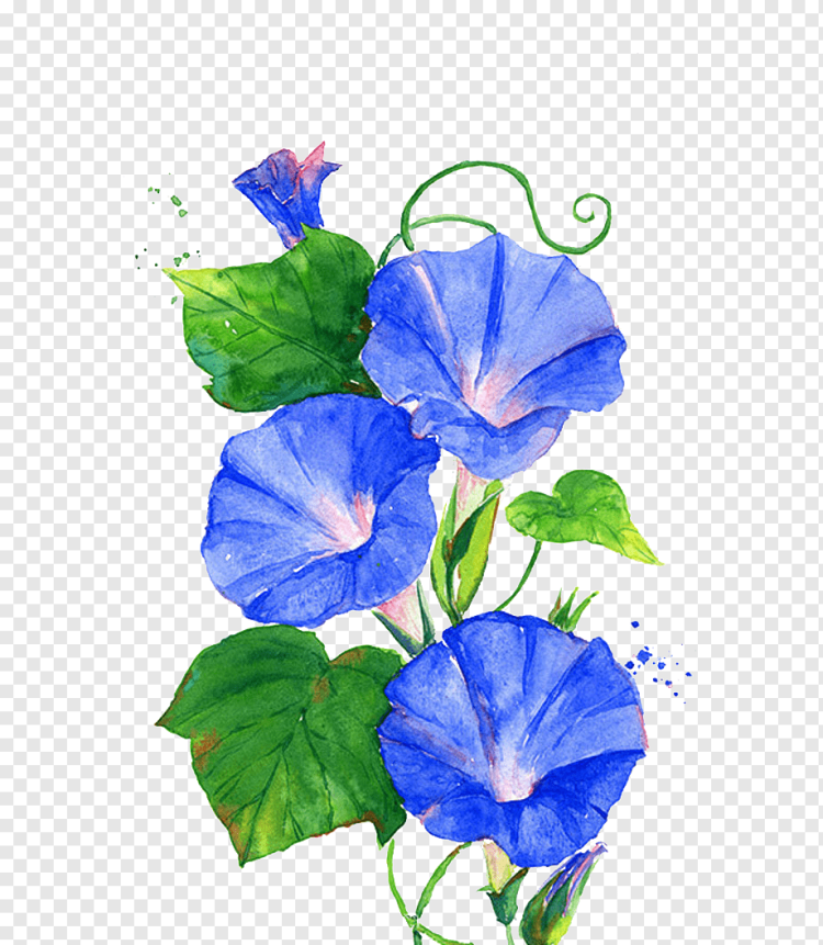 Садовые цветы синего цвета