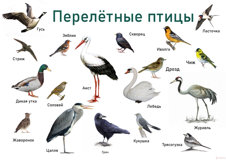 Перелетные птицы крыма фото и названия
