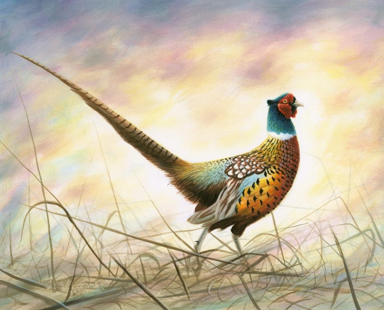 How to Paint Bird
