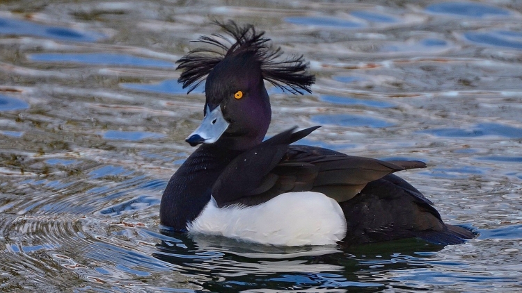 Водоплавающая птица черная с белым хохолком