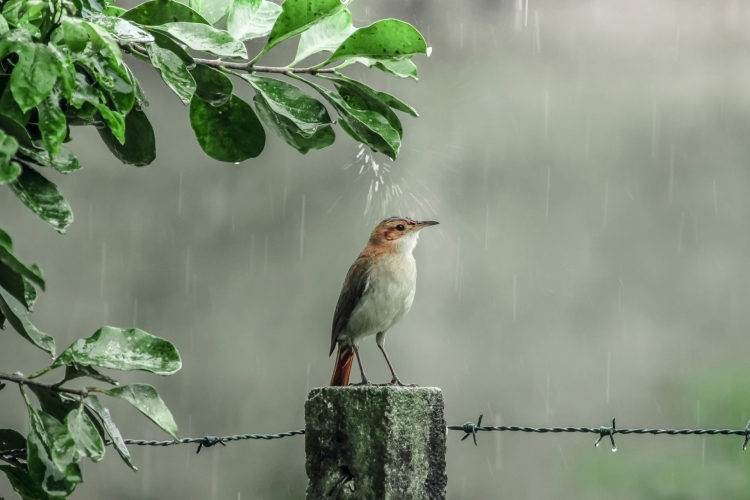 Птицы в дождливом лесу