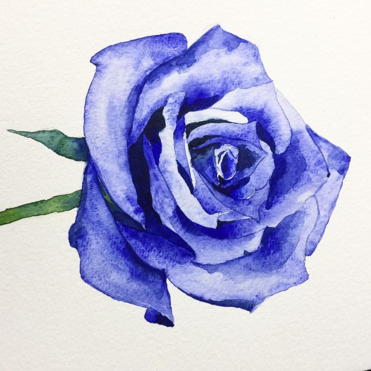 Цветы синие розы