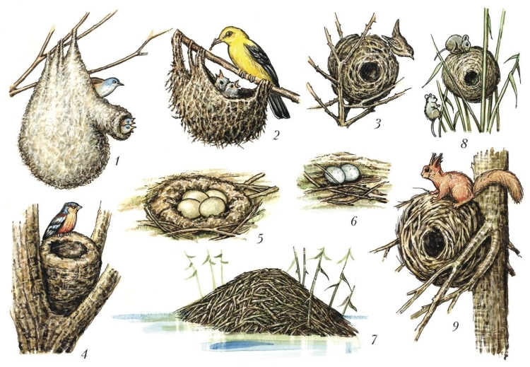 Гнезда разных птиц