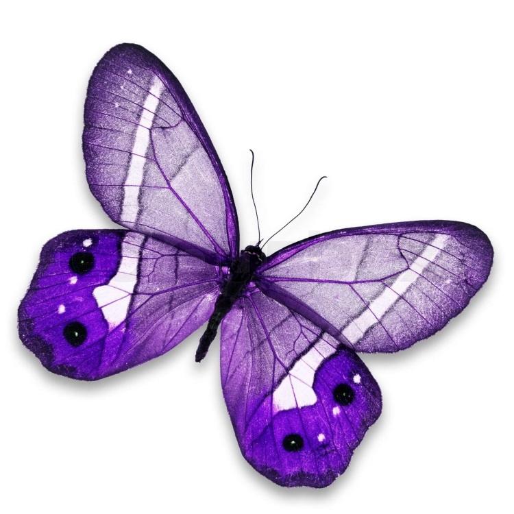 Цветок с фиолетовыми листиками бабочками