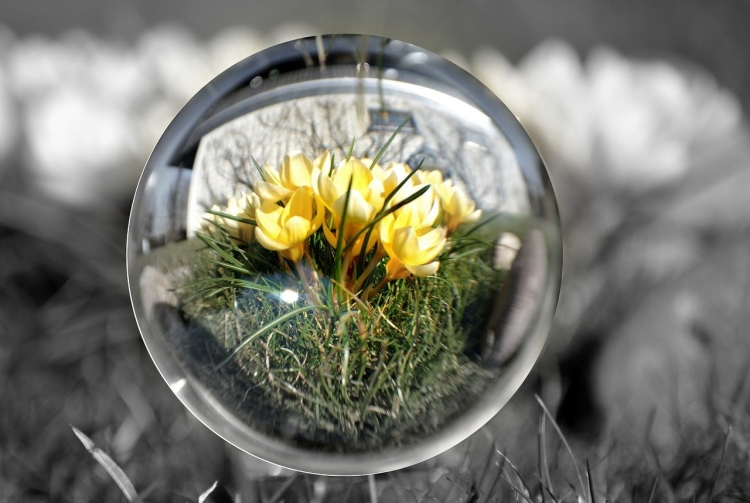 Цветы в стеклянном шаре