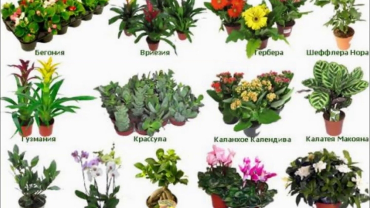 Вечнозеленые комнатные растения с названиями и фото