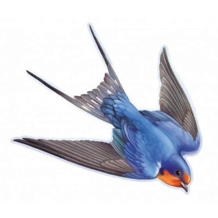 Синяя ласточка птица