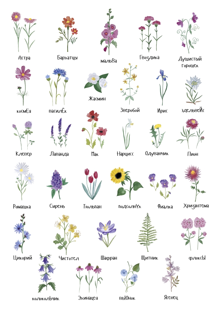 10 самых популярных видов цветов