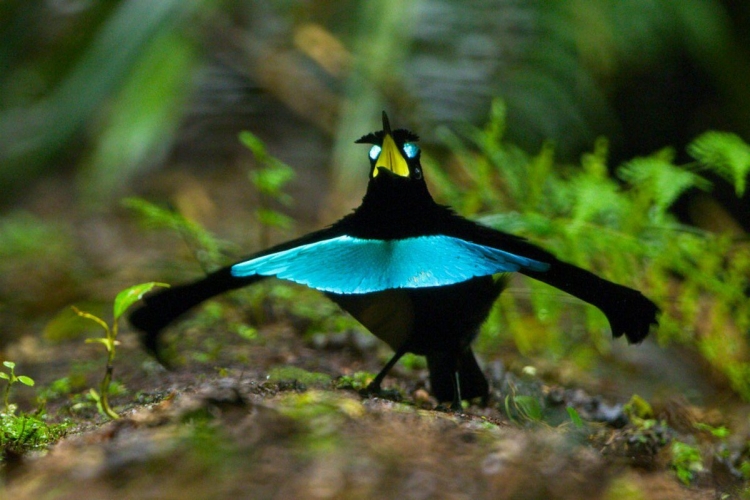 Танец самца райской птицы перед самкой