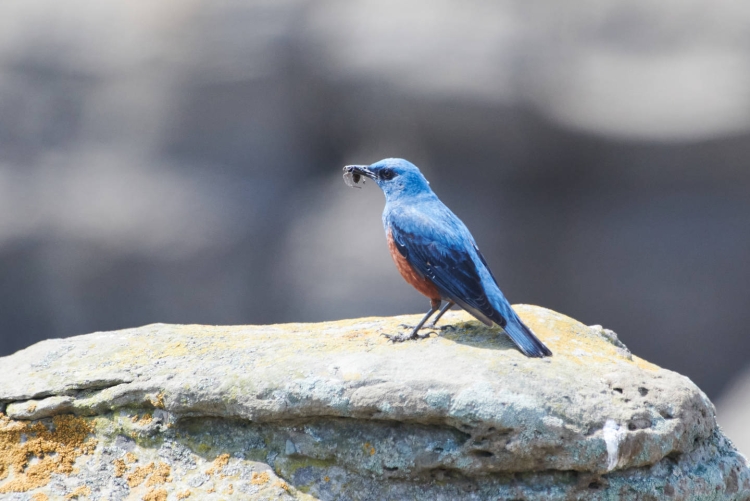 Синий каменный дрозд птица