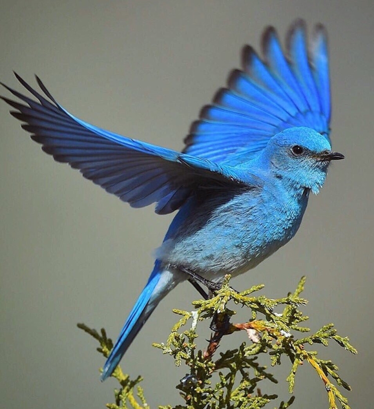 Птицы ярко синего цвета
