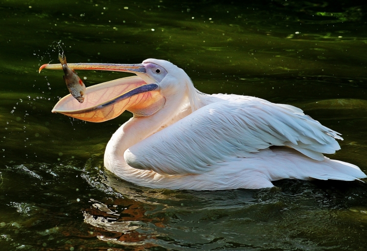 Пеликан водоплавающая птица