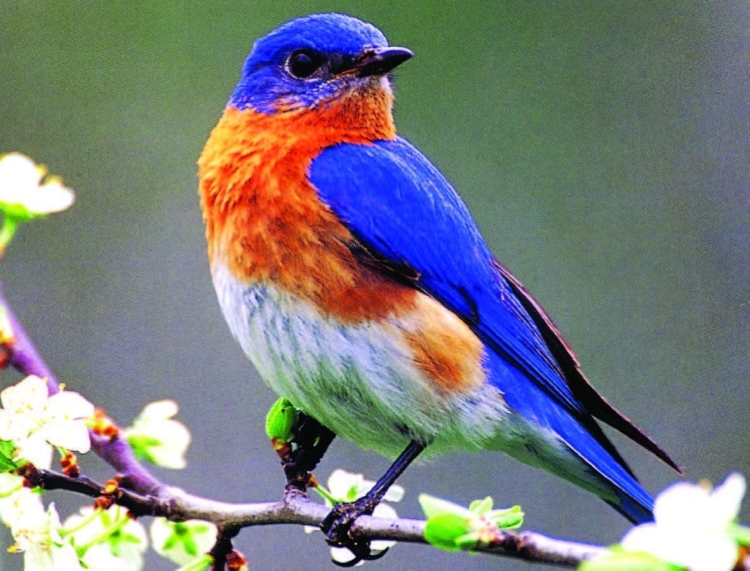 Птица оранжевая с синими крыльями