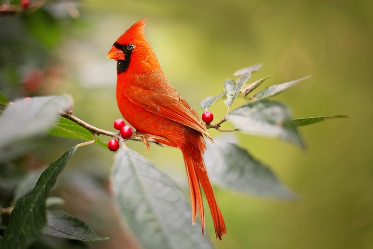 Красно оранжевая птица