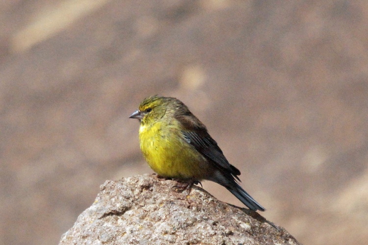 Крупная птица с желтым брюшком