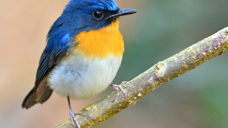 Желтая птица с синими крыльями